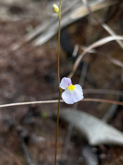 Utricularia purpureocaerulea (Utricularia purpureocaerulea)