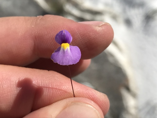 Utricularia purpureocaerulea (Utricularia purpureocaerulea)