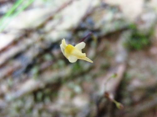 Tiny bladderwort (Utricularia pusilla)