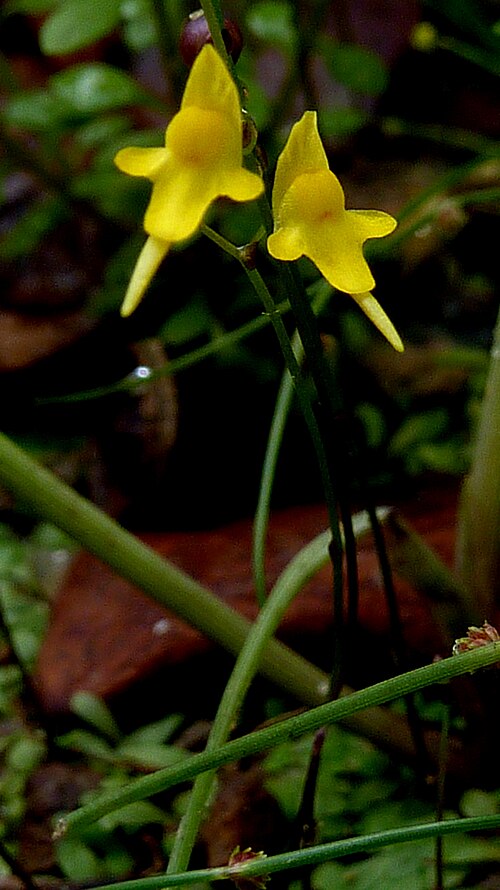 Tiny bladderwort: Utricularia pusilla Vahl