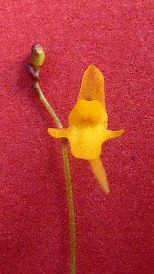 Tiny bladderwort: Utricularia pusilla Vahl