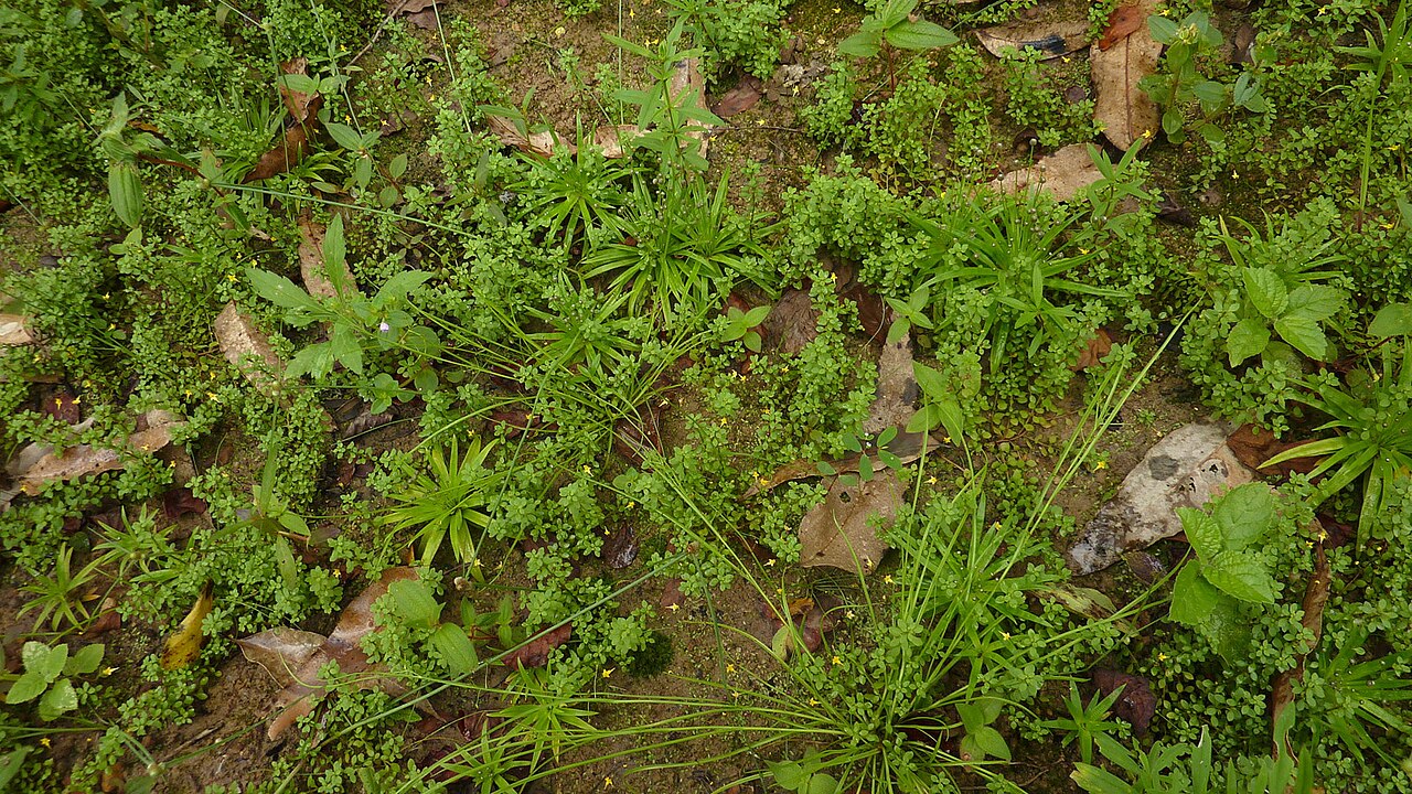 Tiny bladderwort: Habitat.