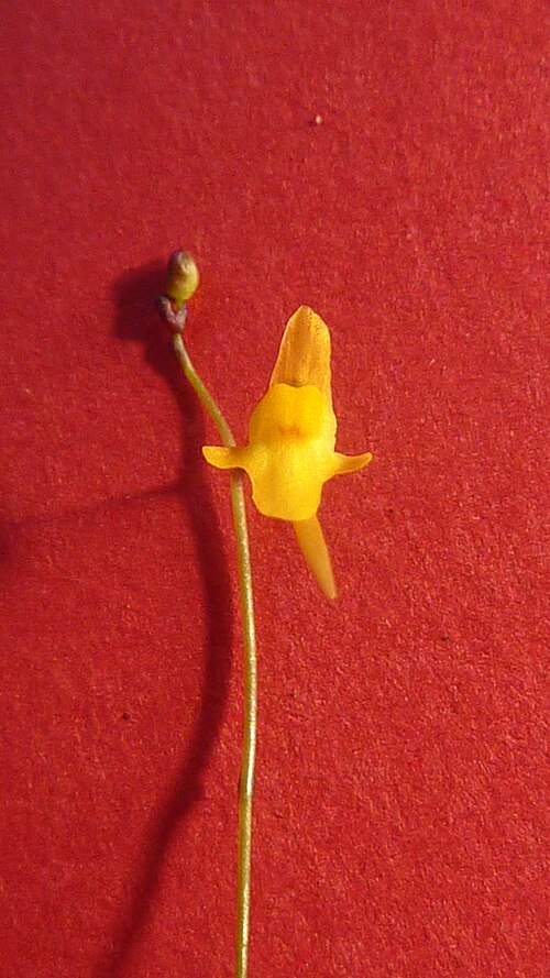 Tiny bladderwort: Utricularia pusilla Vahl