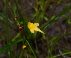 Tiny bladderwort (Utricularia pusilla)