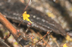 Tiny bladderwort (Utricularia pusilla)