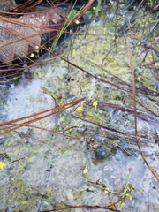 Tiny bladderwort (Utricularia pusilla)