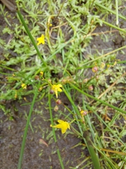 Tiny bladderwort (Utricularia pusilla)