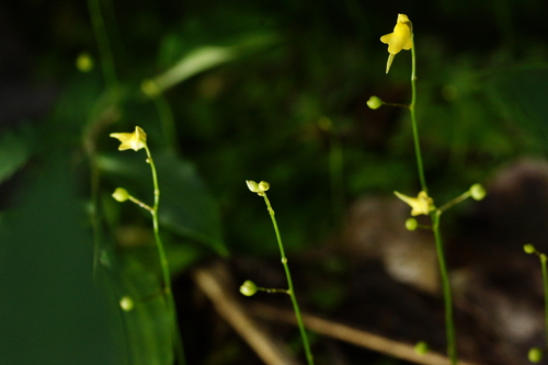 Tiny bladderwort (Utricularia pusilla)