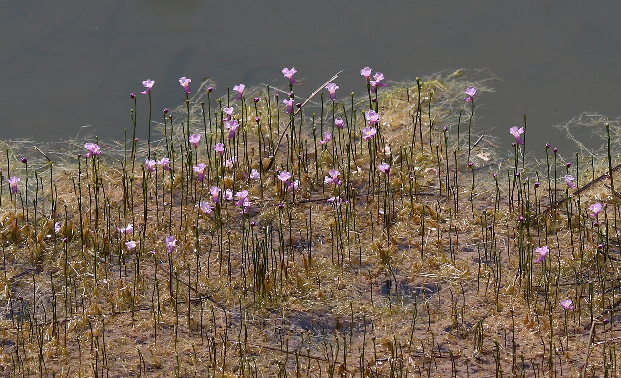 Lavender bladderwort: Utricularia resupinata (northeastern bladderwort) - Jackson County, Mississippi, US