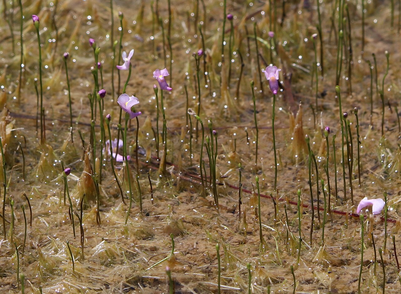 Lavender bladderwort: Utricularia resupinata (northeastern bladderwort) - Jackson County, Mississippi, US