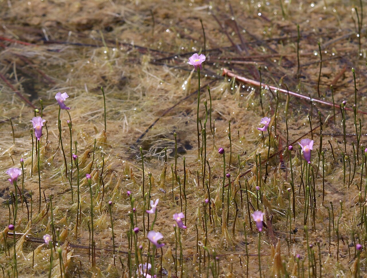 Lavender bladderwort: Utricularia resupinata (northeastern bladderwort) - Jackson County, Mississippi, US