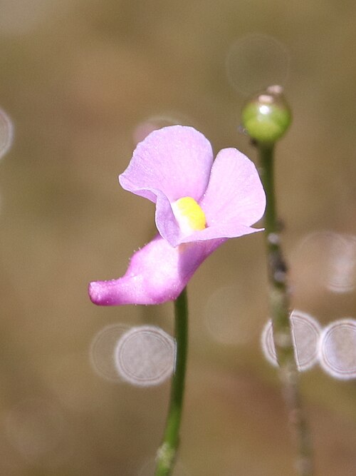 Lavender bladderwort: Utricularia resupinata (northeastern bladderwort) - Jackson County, Mississippi, US