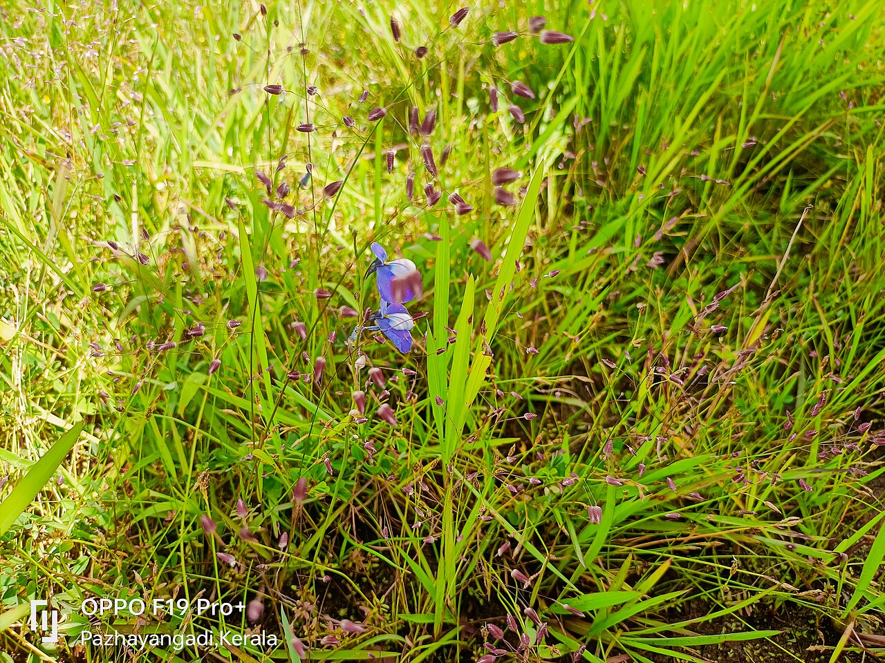 Utricularia reticulata: Utricularia reticulata is a medium to large sized probably annual carnivorus plant that belongs to the genus urticularia. It is native to India and Sri Lanka. n