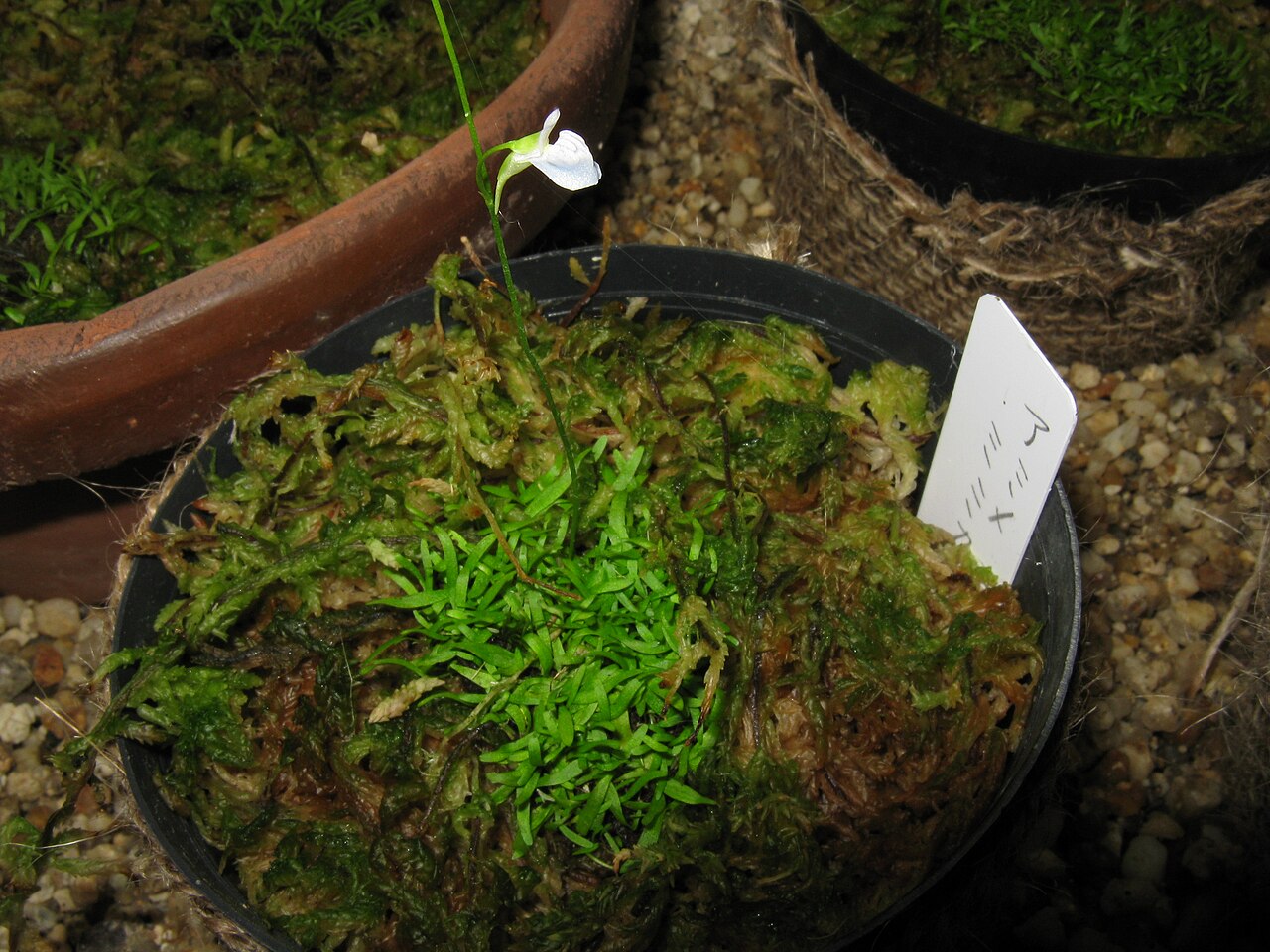 Utricularia reticulata: ウォーターロン