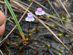 Utricularia roraimensis (Utricularia roraimensis)