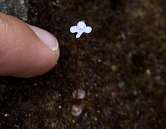Utricularia roraimensis (Utricularia roraimensis)