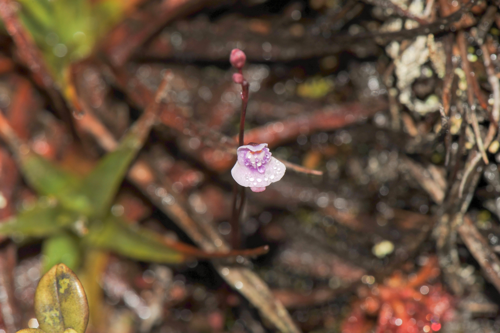 Utricularia roraimensis (Utricularia roraimensis)