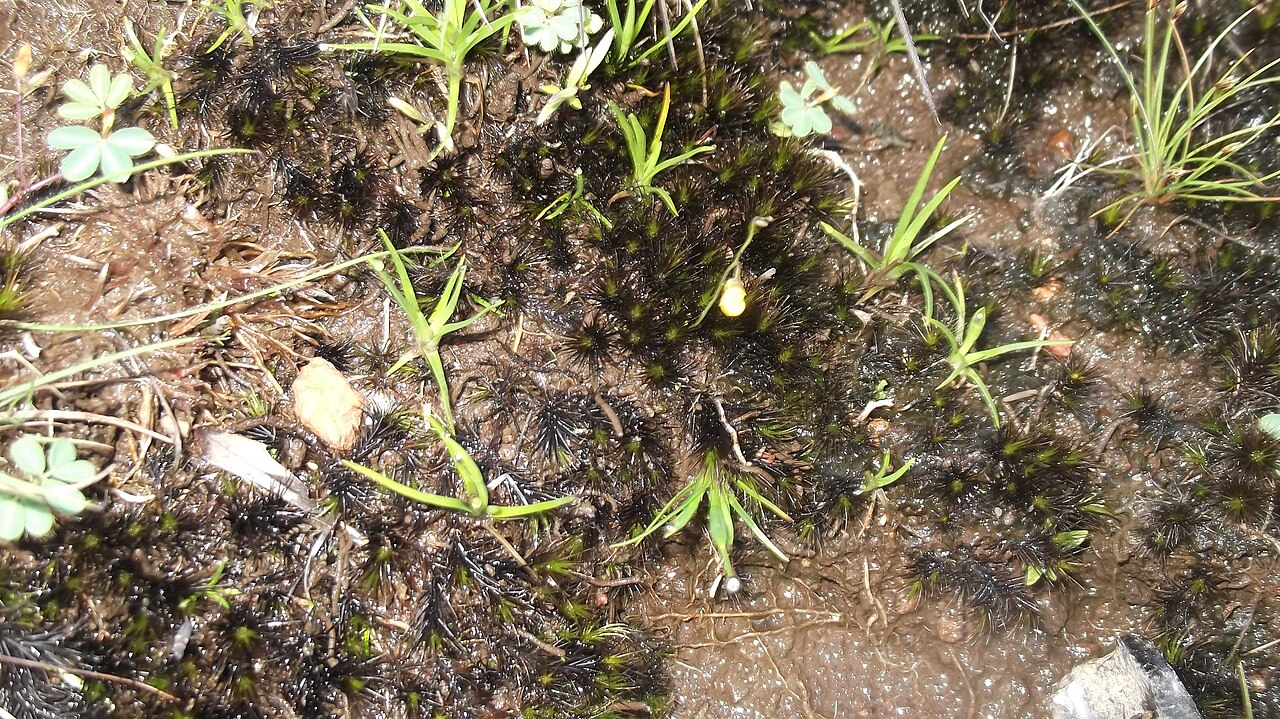 Utricularia scandens: Insectiveorus plant-rhizomatus herb,moist soil by exposed rocks,flowers yellow.