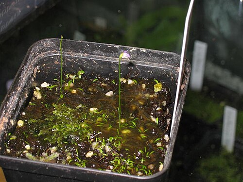 Utricularia simplex: Utricularia simplex