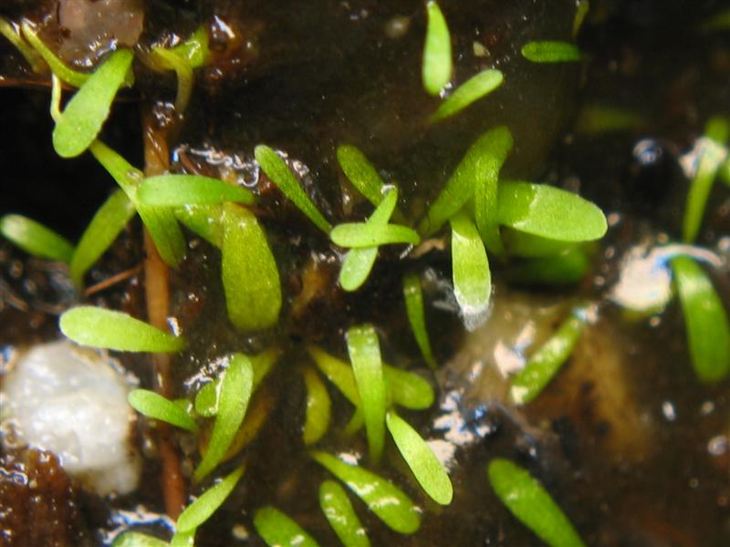 Utricularia simplex: Utricularia simplex ' s leaves.