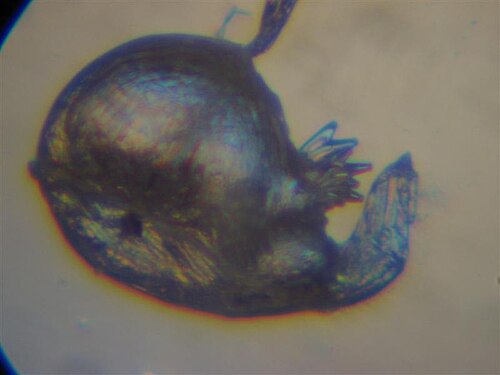 Utricularia simplex: Utricularia simplex ' s trap.