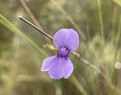 Utricularia spiralis (Utricularia spiralis)