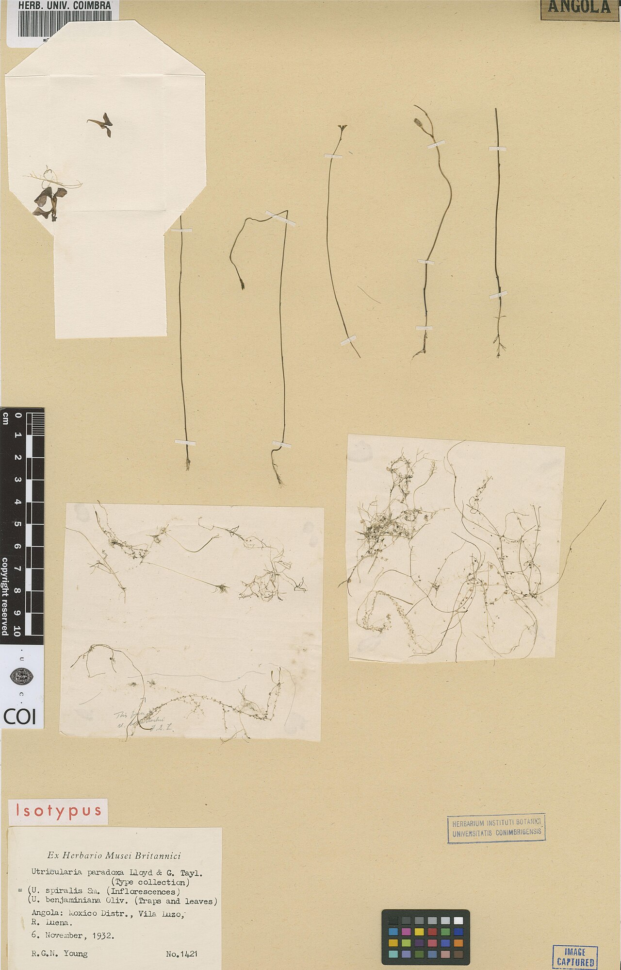 Utricularia spiralis: Photograph of Isotype of Utricularia spiralis at Herbarium of the University of Coimbra, Portugal (COI). Specimen COI00083574. http://coicatalogue.uc.pt/specime