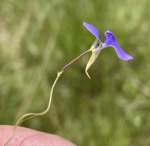 Utricularia spiralis (Utricularia spiralis)