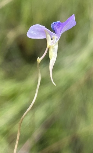 Utricularia spiralis (Utricularia spiralis)