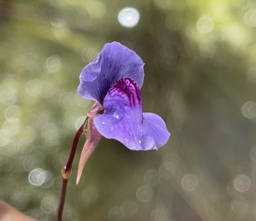 Utricularia spiralis (Utricularia spiralis)