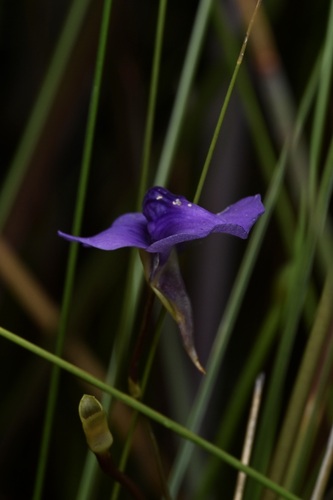 Utricularia spiralis (Utricularia spiralis)