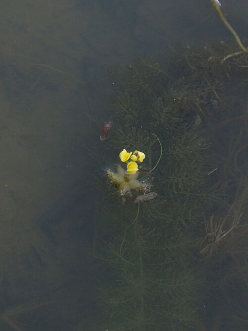 Utricularia stellaris: Utricularia stellaris in Myanmar (7 Dec 2008). Credit: Y. Ito.