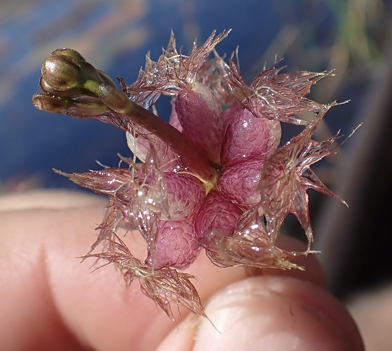Utricularia stellaris: Star Bladderwort ( Utricularia stellaris ) in Botswana