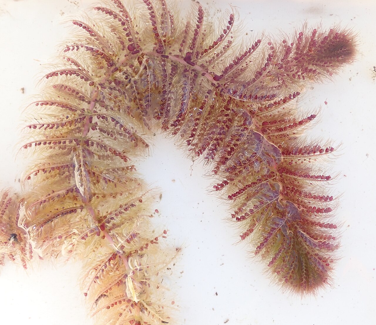 Utricularia stellaris: Star Bladderwort ( Utricularia stellaris ) in Botswana