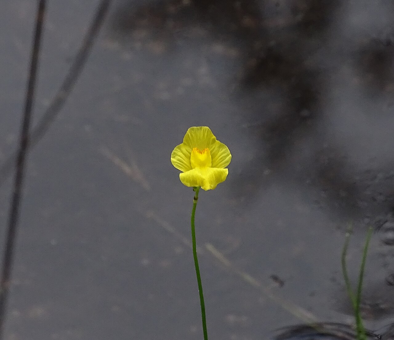 Striped bladderwort: Utricularia striata (striped bladderwort) - Lacey Township, NJ, USA