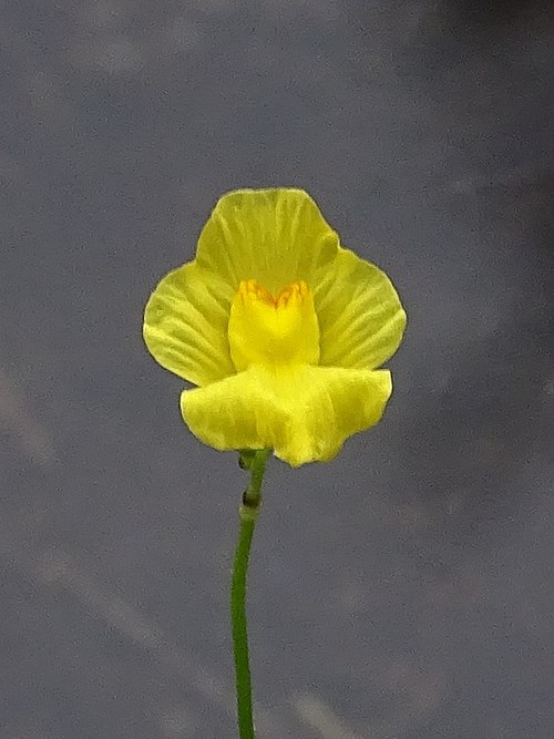 Striped bladderwort: Utricularia striata (striped bladderwort) - Lacey Township, NJ, USA