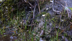 Utricularia striatula (Utricularia striatula)