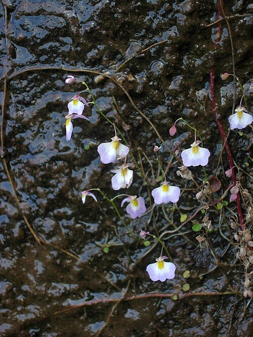 Utricularia striatula: Yu Ito (2013d) Aquatic plant surveys in southwestern India. Bulletin of Water Plant Society, Japan 100: 64-68.