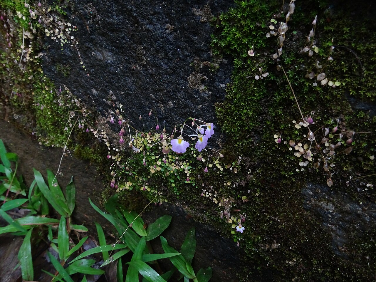 Utricularia striatula: Utricularia striatula seen in Bhagavathy Nature camp Kudremukh karnataka