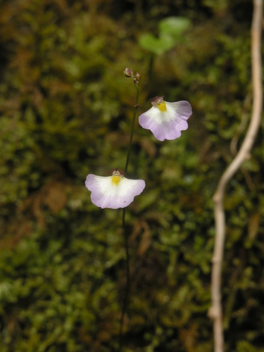 Utricularia striatula (Utricularia striatula)