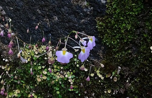 Utricularia striatula: Utricularia striatula seen in Bhagavathy Nature camp Kudremukh karnataka