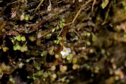 Utricularia striatula (Utricularia striatula)