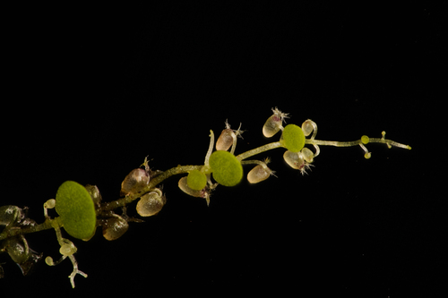 Utricularia striatula (Utricularia striatula)