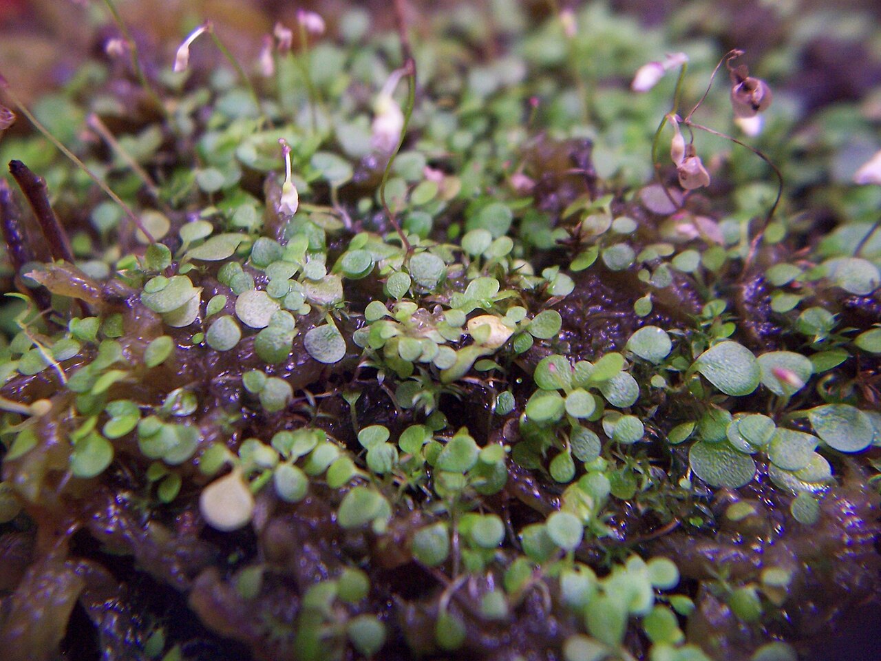 Utricularia striatula: Utricularia striatula ' s leaves