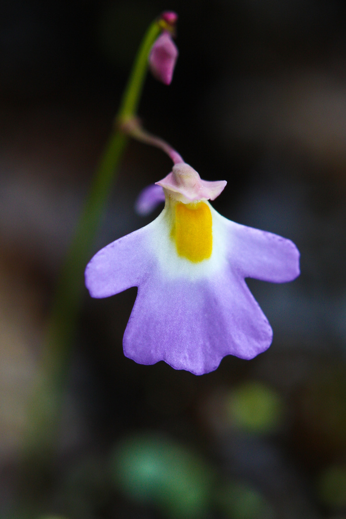 Utricularia striatula (Utricularia striatula)