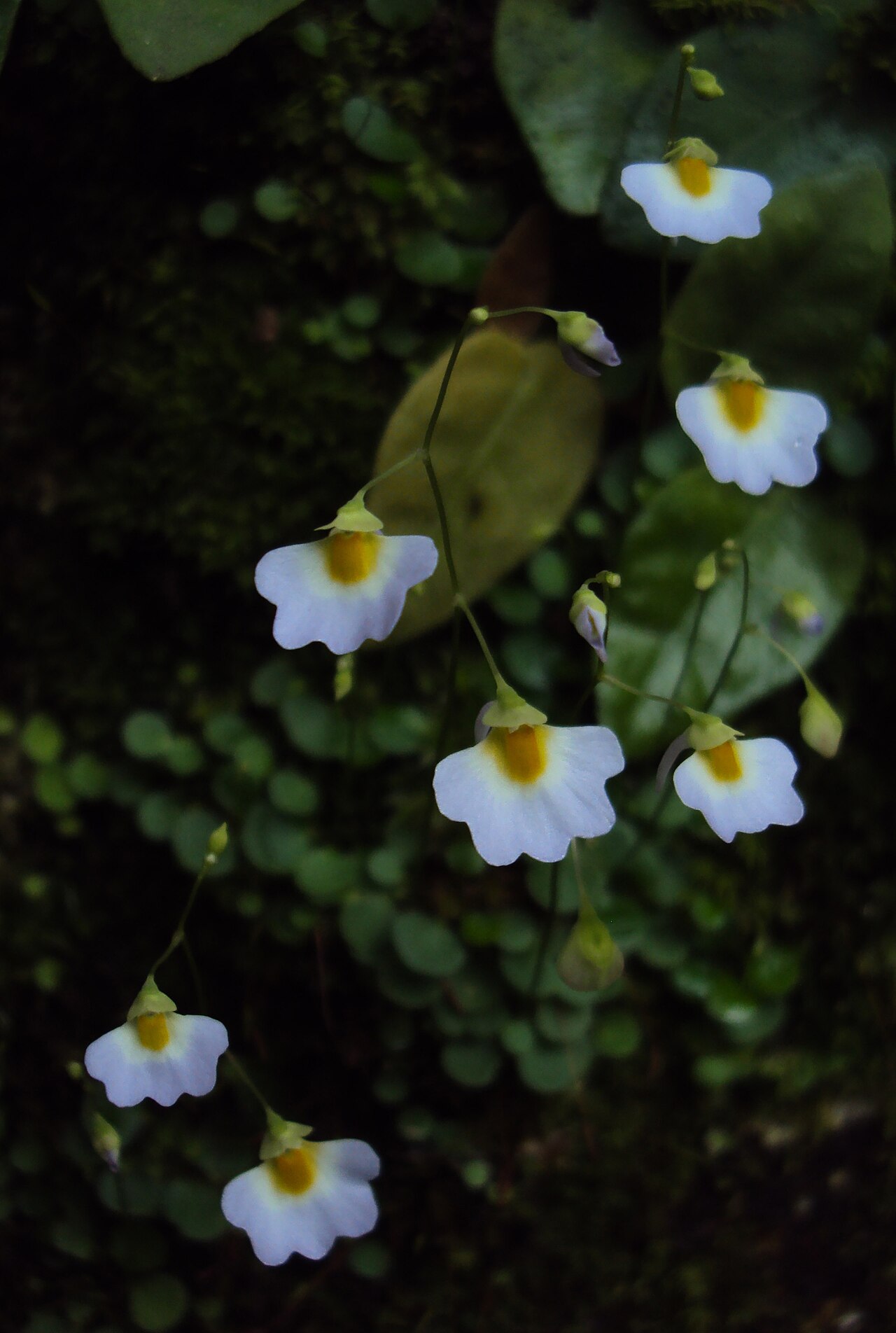 Utricularia striatula: Utricularia striatula