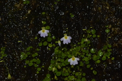 Utricularia striatula (Utricularia striatula)