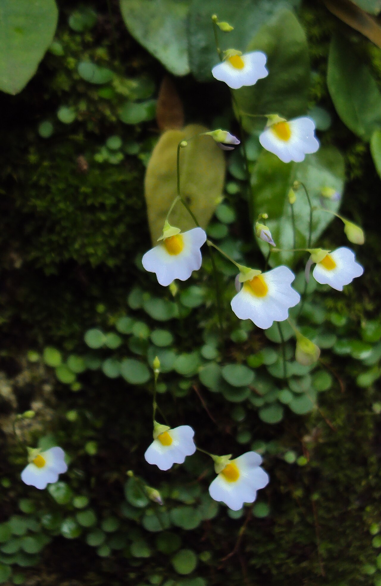 Utricularia striatula: Utricularia striatula