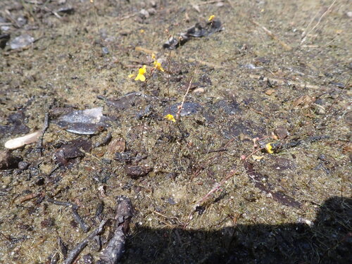 Zigzag bladderwort (Utricularia subulata)