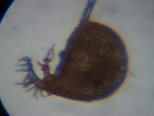 Zigzag bladderwort: Utricularia subulata ' s trap.